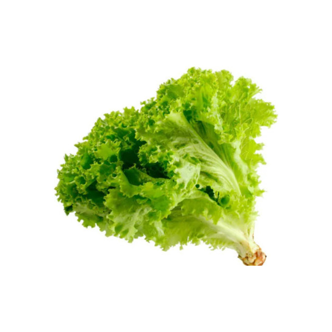Lechuga Pirati x Un