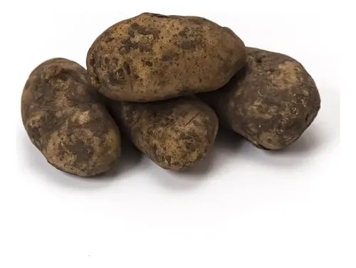 Papa Negra x Kg