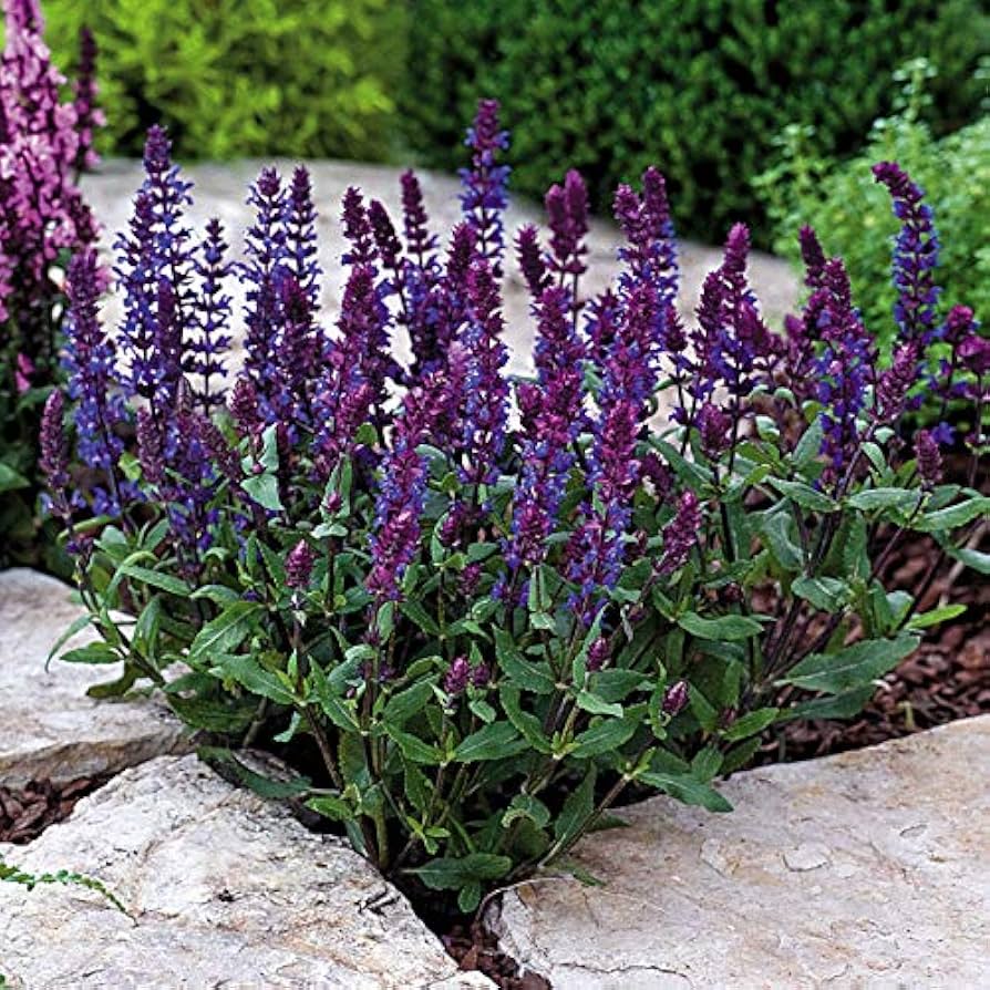 Salvia (10g x 20)